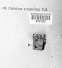 Microcalicium arenarium image